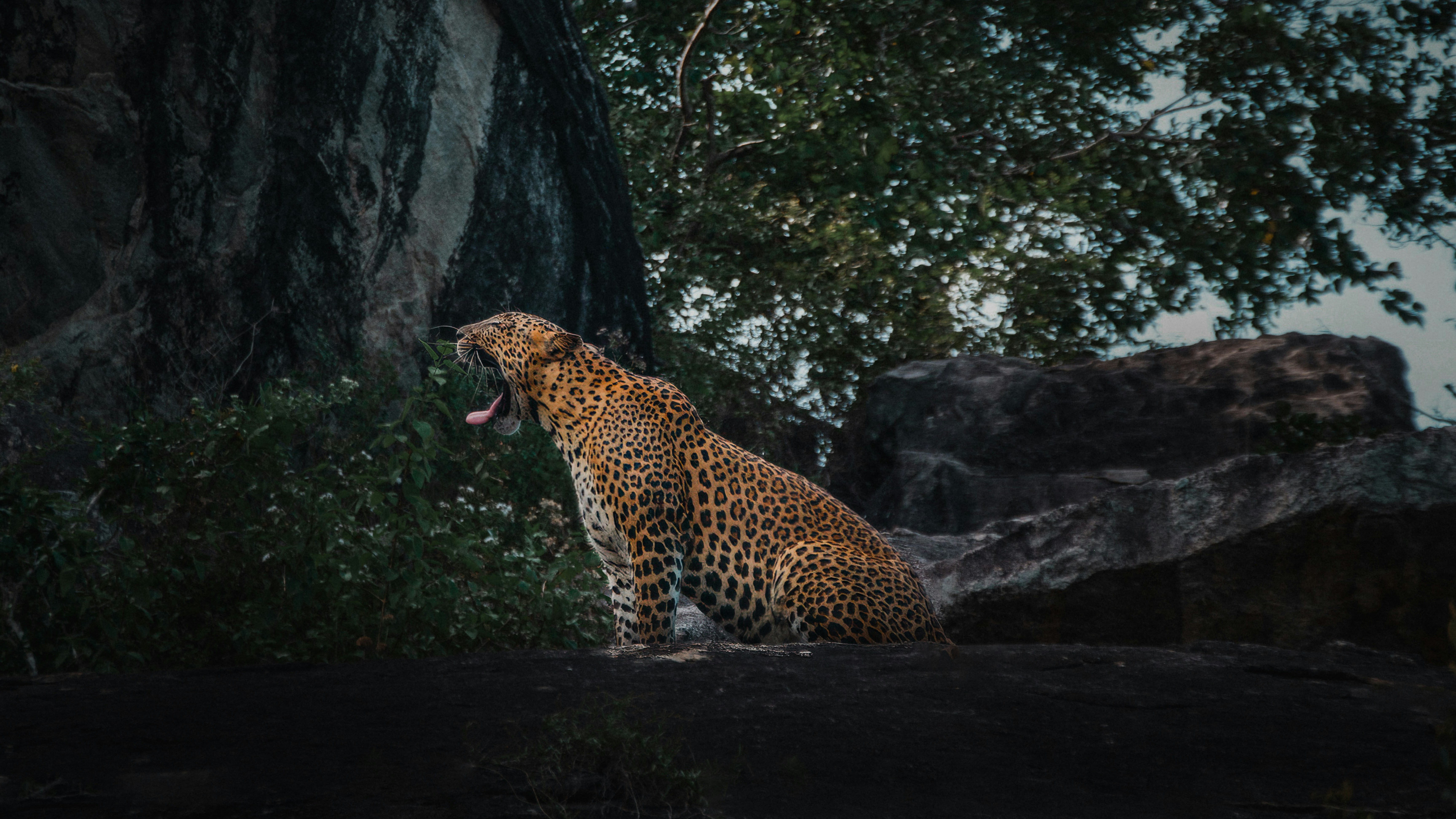 Yala Safari Adventures