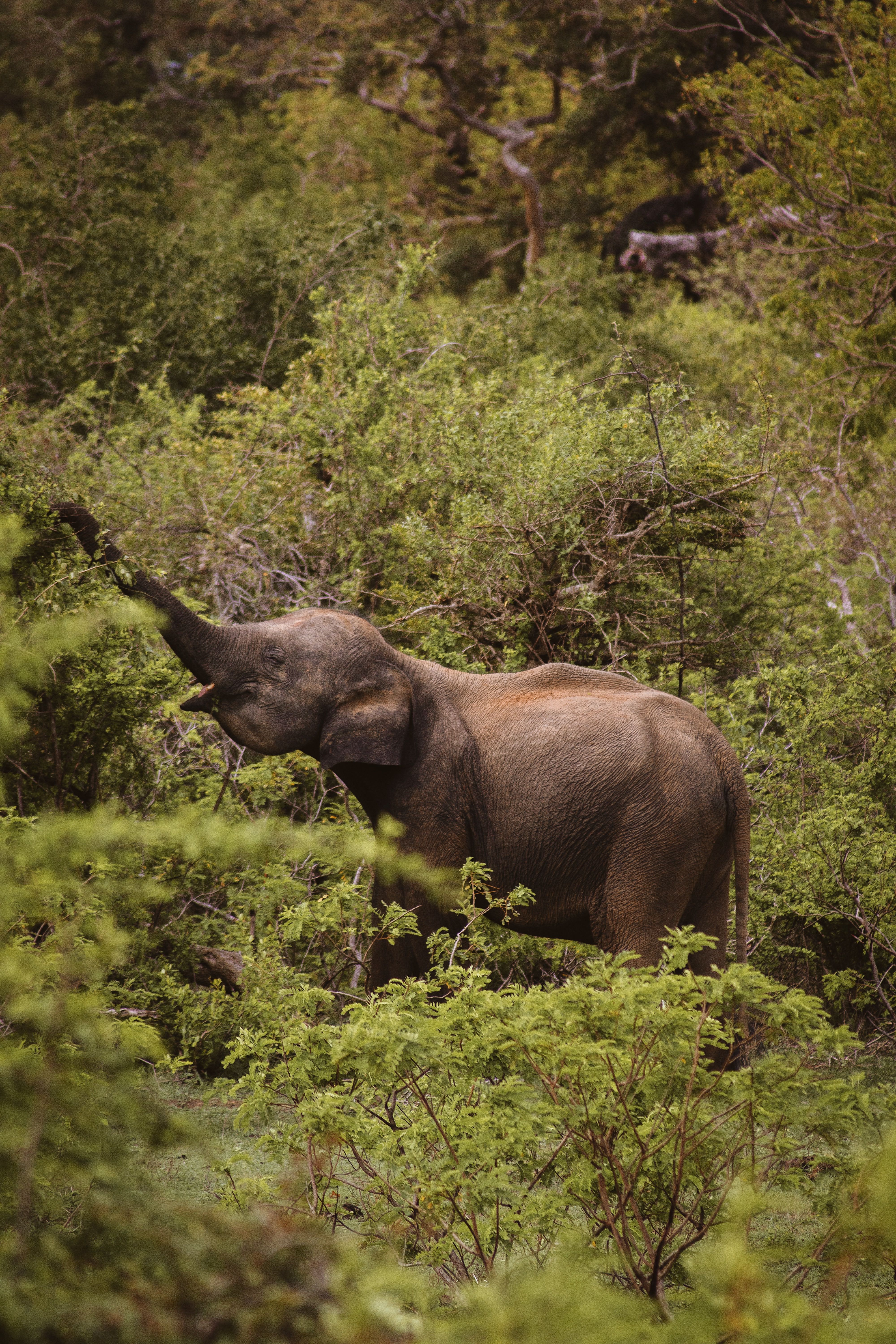 Family Safari — Half Day