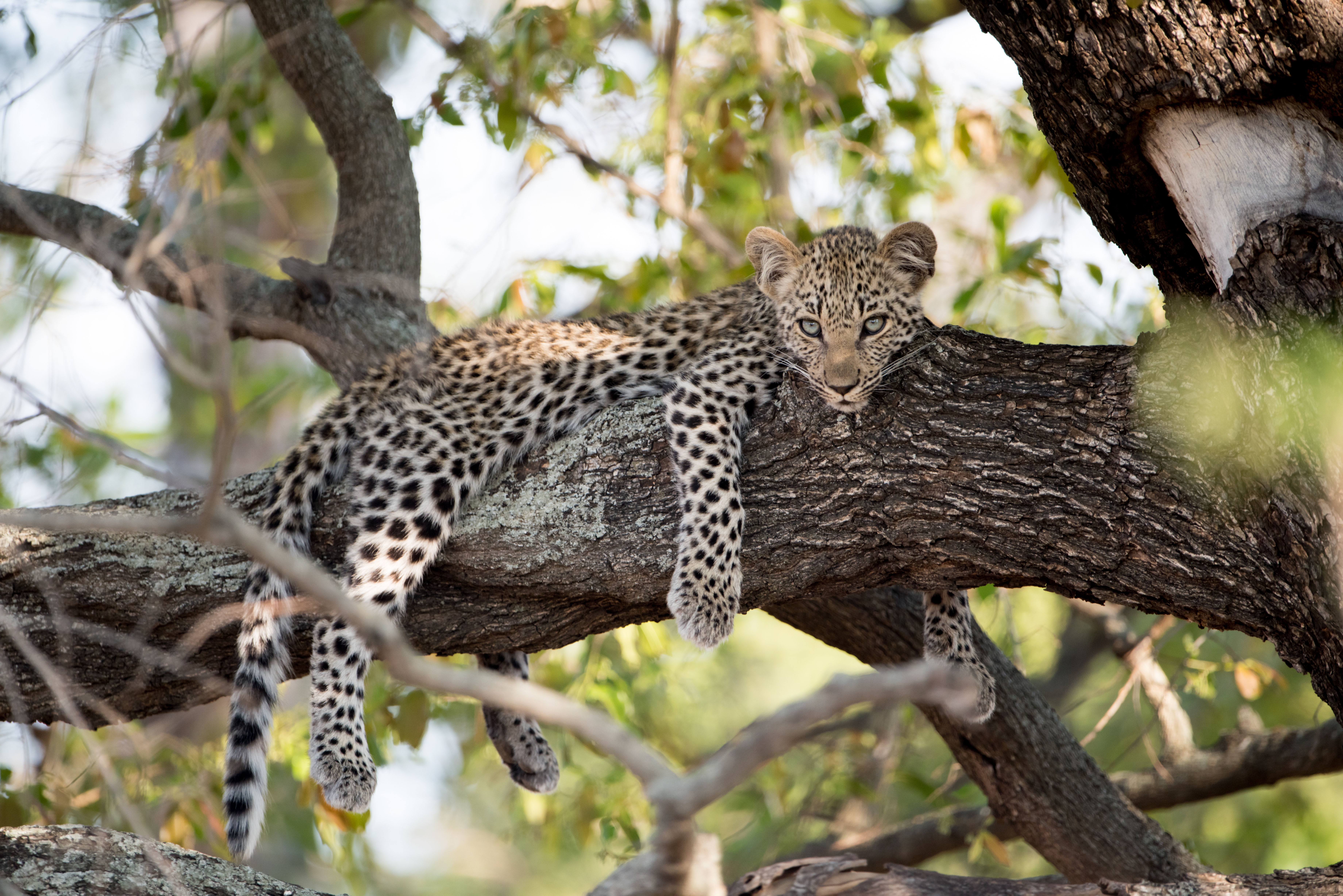 Couple Safari — Half Day